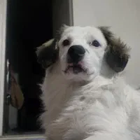 واگذاری سگ|سگ|اسلام‌شهر, زرافشان|دیوار