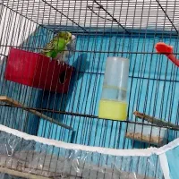 پرنده|پرنده|قوچان, |دیوار