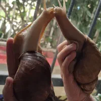 حلزون اپاچیتا