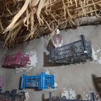 جفت کبوتر طوقی عتیقه در روستای سرله|پرنده|رامهرمز, |دیوار