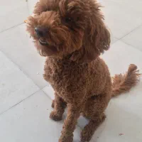 سگ پودل|سگ|کرمانشاه, |دیوار