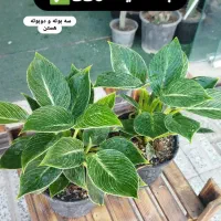 گل های آپارتمانی|گل و گیاه طبیعی|ملایر, |دیوار