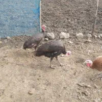 بوقلمون آوردک اسراعیلی|حیوانات مزرعه|تالش, جوکندان|دیوار