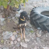 سگ دو رگه خارجی و سرابی