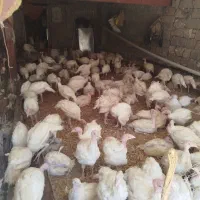 بوقلمون بیوتی|حیوانات مزرعه|کرمانشاه, |دیوار