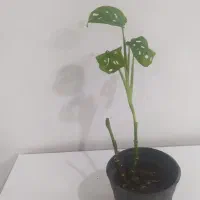 گل های آپارتمانی|گل و گیاه طبیعی|گرگان, |دیوار