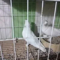 فروش سفید سلمدار خال توگردن