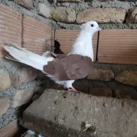 پنج جفت کبوتر عطیقه قدیمی به ضمانت همه چی|پرنده|مینودشت, |دیوار