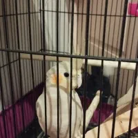 عروس هلندی ماده مست