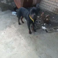 سگ روت وایلر