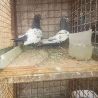 نرماده سینه سیاه