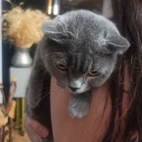 گربه اسکاتیش ماده|گربه|کرج, گلشهر|دیوار