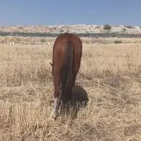 مادیان 5ساله|اسب و تجهیزات اسبسواری|کامیاران, |دیوار