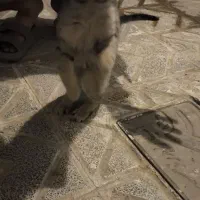 گربه بازیگوش