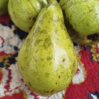 گلابی محلی ییلاقی ابدار شیرین کاملاً اورگانیک
