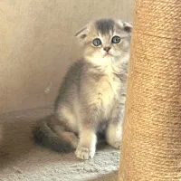 اسکاتیش