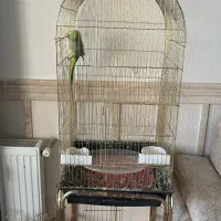 طوطی ملنگو|پرنده|میبد, |دیوار