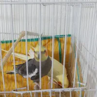 عروس هلندی مولد با چهارتا تخم نطفه دار