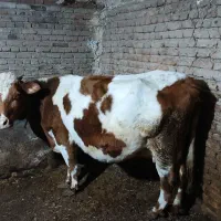 گاوهلندی قرمز ۴۰ روز مانده زایمان کنه