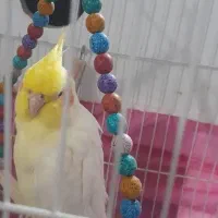 عروس هلندی نر سرحال