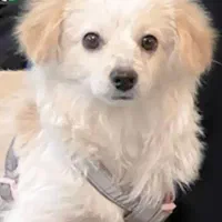 باسلام واگذاری سگ اشپیتزپامر عروسکی واکسن انگلتراپ