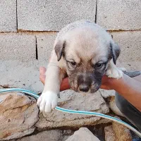 توله سگ سرابی|سگ|بیلوار, |دیوار