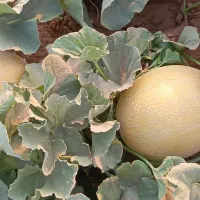 سلام خربزه راک درجه یک بار دروشت یک دس|خوردنی و آشامیدنی|شوش, |دیوار