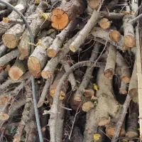 خریدار چوب|خدمات باغبانی و درختکاری|نظرآباد, شهرک سید جمال الدین|دیوار