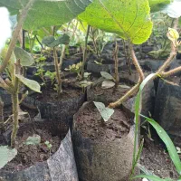نهال کیوی|گل و گیاه طبیعی|چوبر, |دیوار