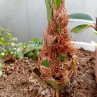 درختچه خرما|گل و گیاه طبیعی|بجنورد, |دیوار