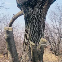 مرکز خرید وفروش چوب «نقدی»|خدمات باغبانی و درختکاری|آشخانه, |دیوار