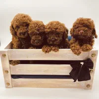 سگ توی پودل رد و نسکافه ایی 65 روزه