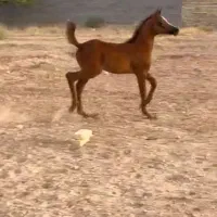 کره ۴ماهه عرب