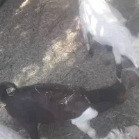 دوتا نری معاوضه  یا نقدی|حیوانات مزرعه|گنبکی, |دیوار