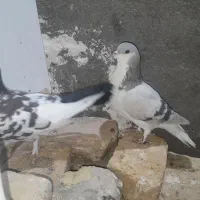 حیوون فروشی