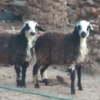 گوسفند کاور