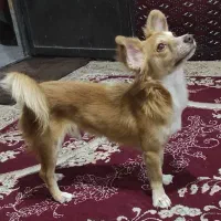 پامر اشپیتز
