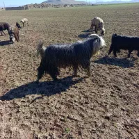 سالم سالم به شرط