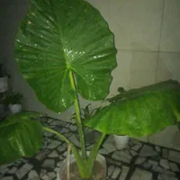 کاشت درخت وگل وگیاهان زینتی وقطع درختان|خدمات باغبانی و درختکاری|چمستان, |دیوار