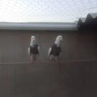 کفتر|پرنده|تهران, مشیریه|دیوار