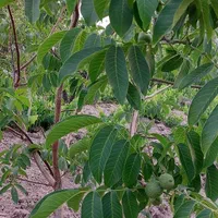 باغ انگور خسبیجان (مرکزی)|فروش دفتر صنعتی، کشاورزی، تجاری|زالیان, |دیوار