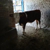 گوساله نر سیمنتال اصل