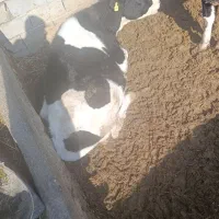 گاو گوساله تلیسه