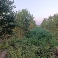فروش یونجه به تعداد ۳۰۰عدد