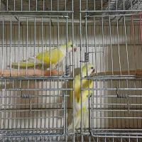 چند جفت طوطی راهب زرد لیمویی مولد بشرط گرنیچیک