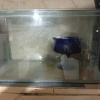 آکواریوم ماهی