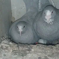 نرماده  ۳ نر سوراخ