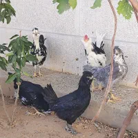 مرغ وخروس گلین لری|حیوانات مزرعه|شیراز, حومه شیراز|دیوار