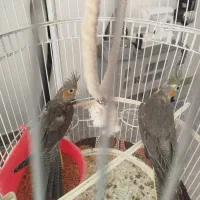 پرنده