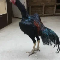 تخم مرغ لاری